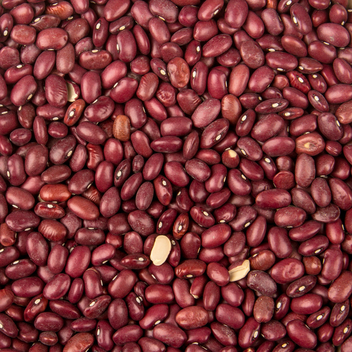 Red Beans, Small, Organic