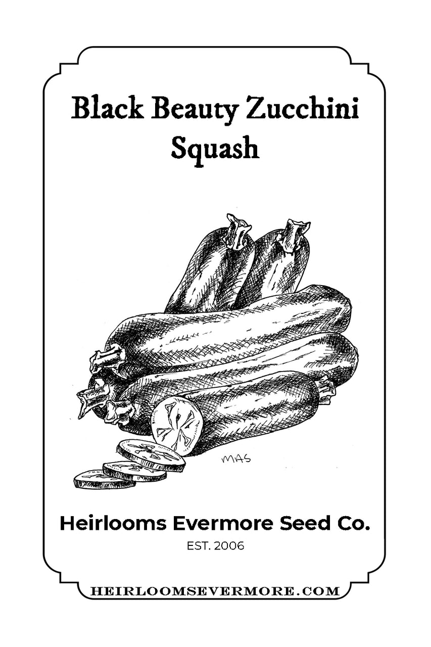 Black Beauty Zucchini Squash