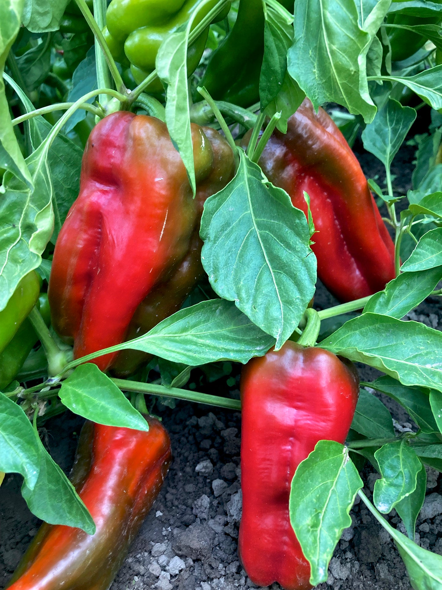 Doux d'Espagne Pepper Seed, Organic