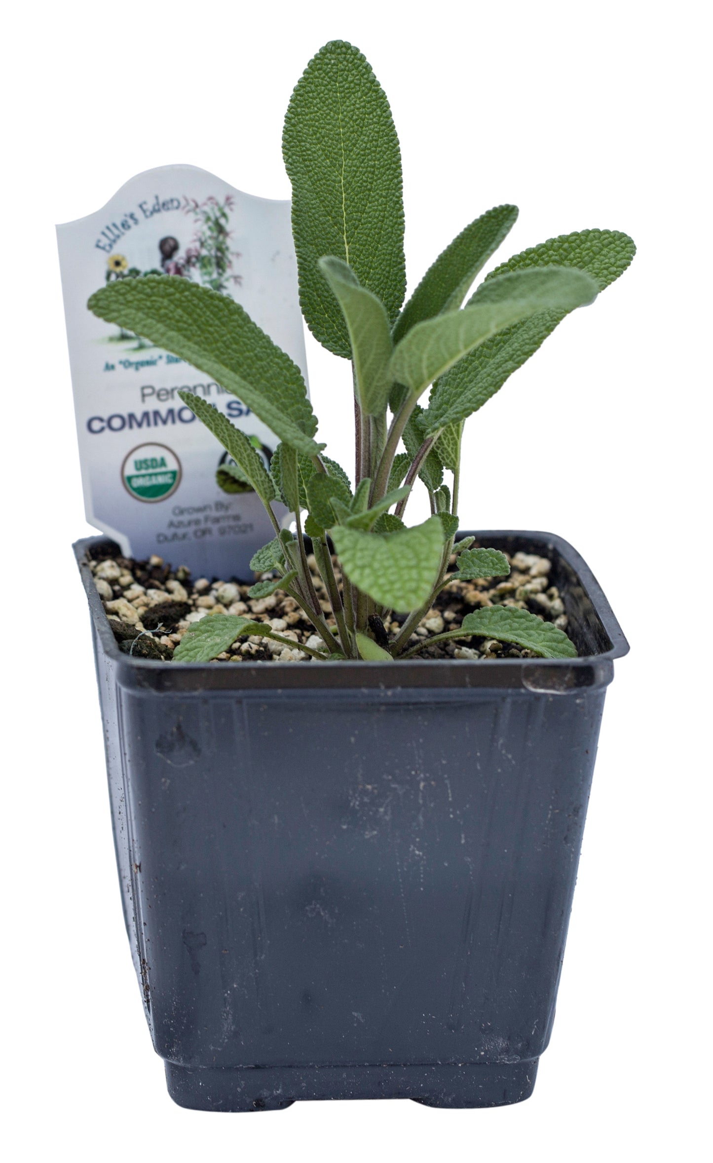 Sage, Organic