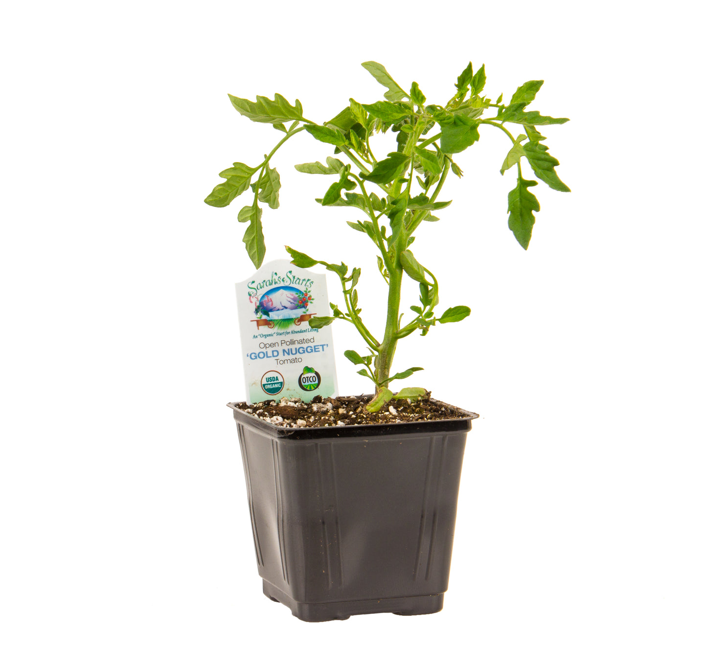 Gold Nugget Cherry Tomato, Organic
