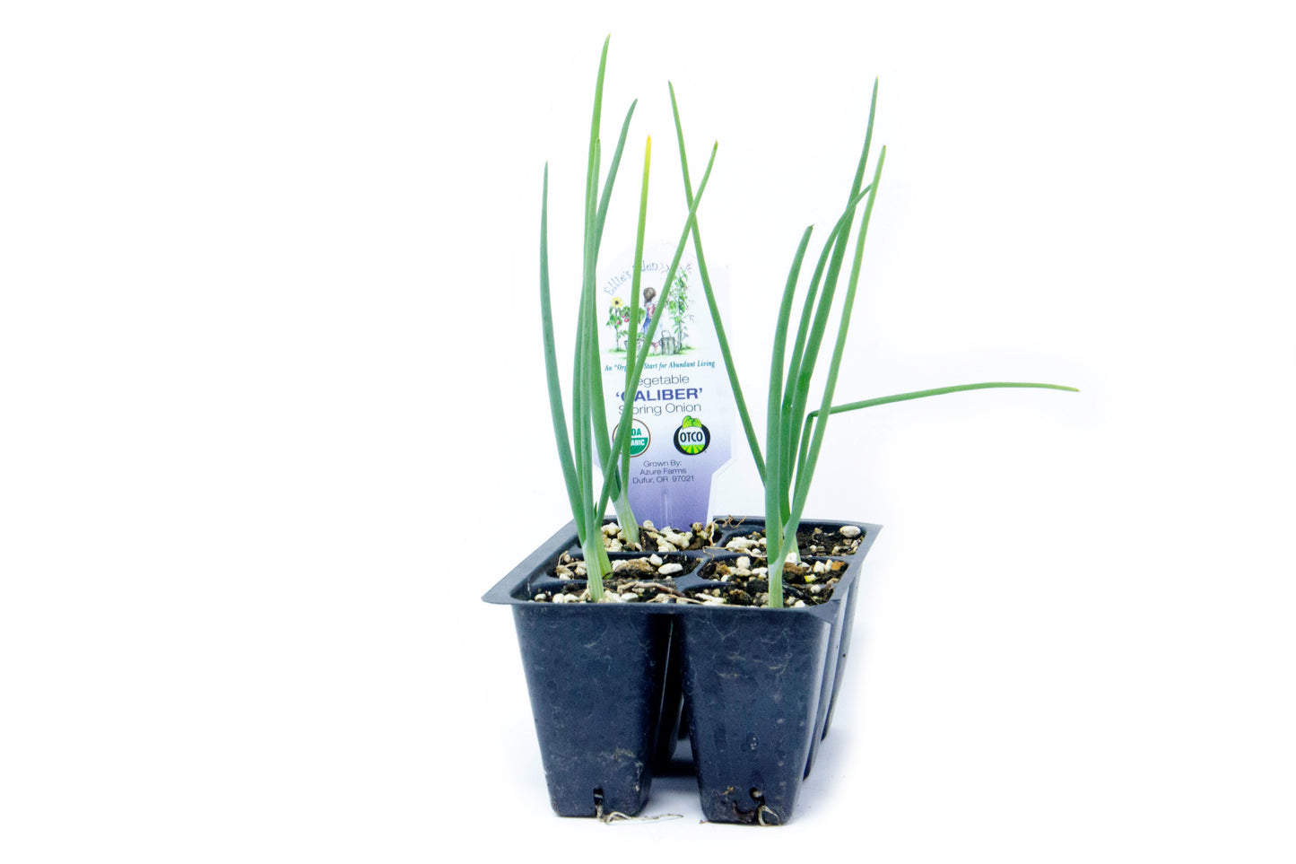Caliber Storing Onion, Organic