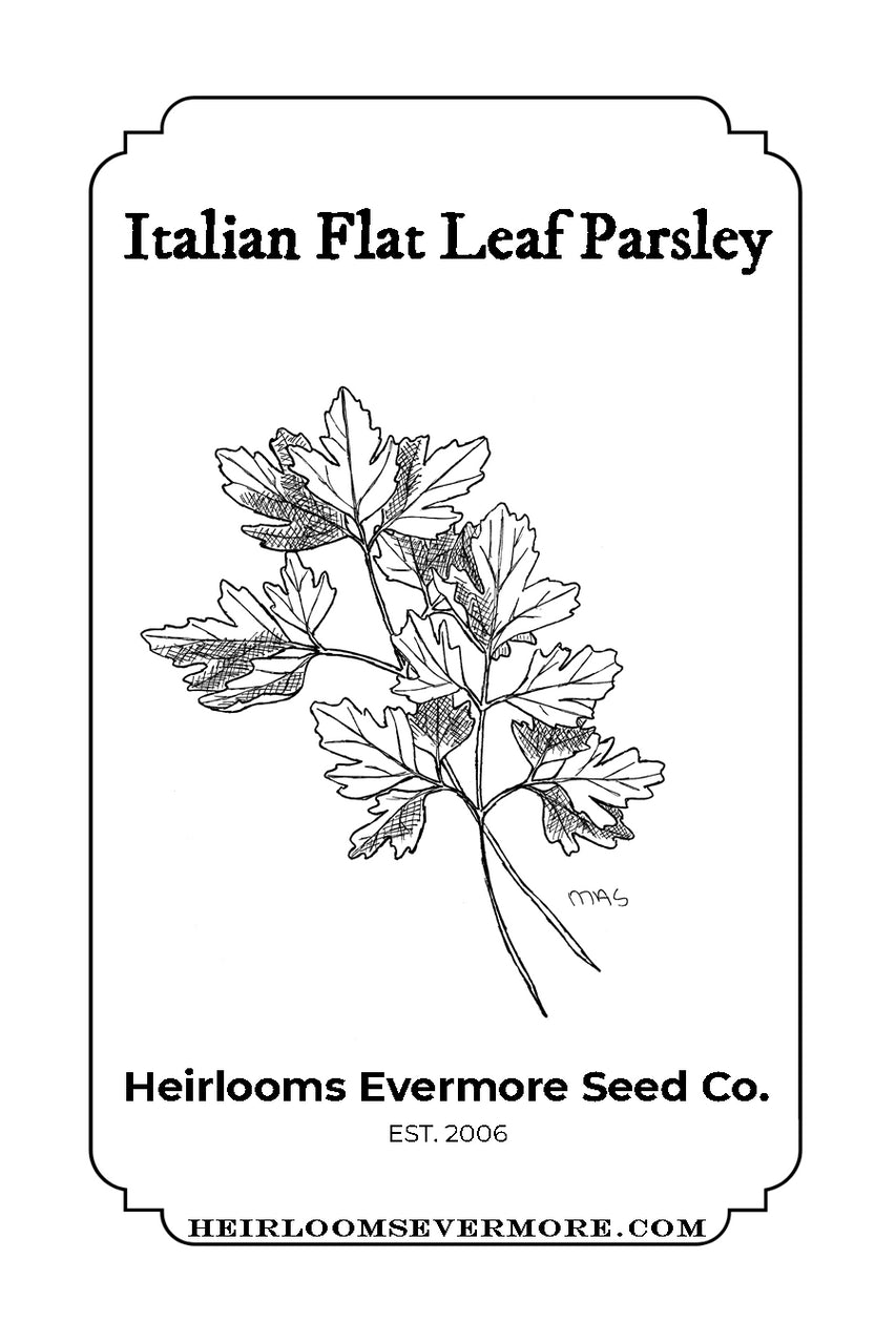 Italian Flat Leaf Parsley Seeds