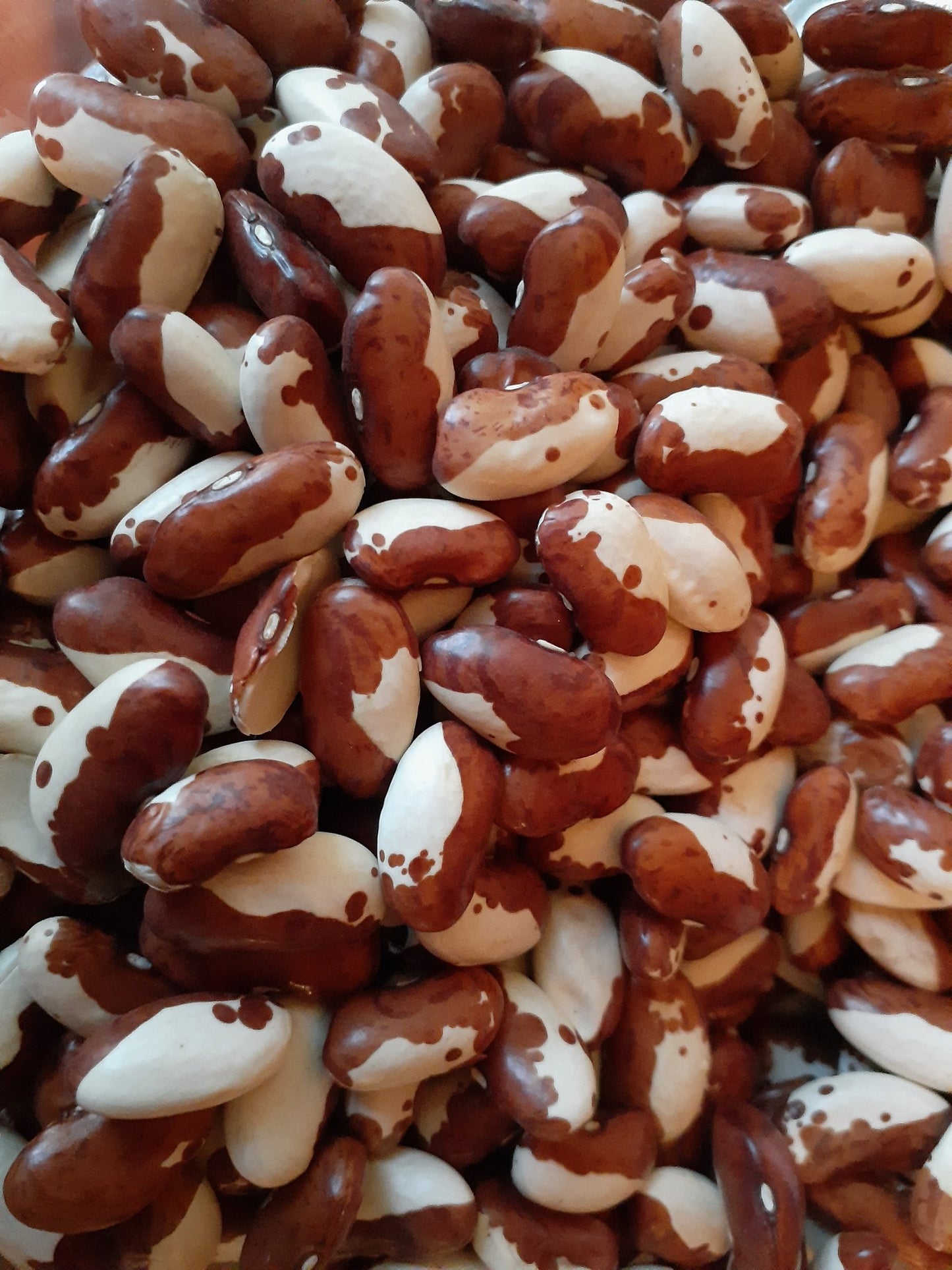Snow Cap Beans, Heirloom