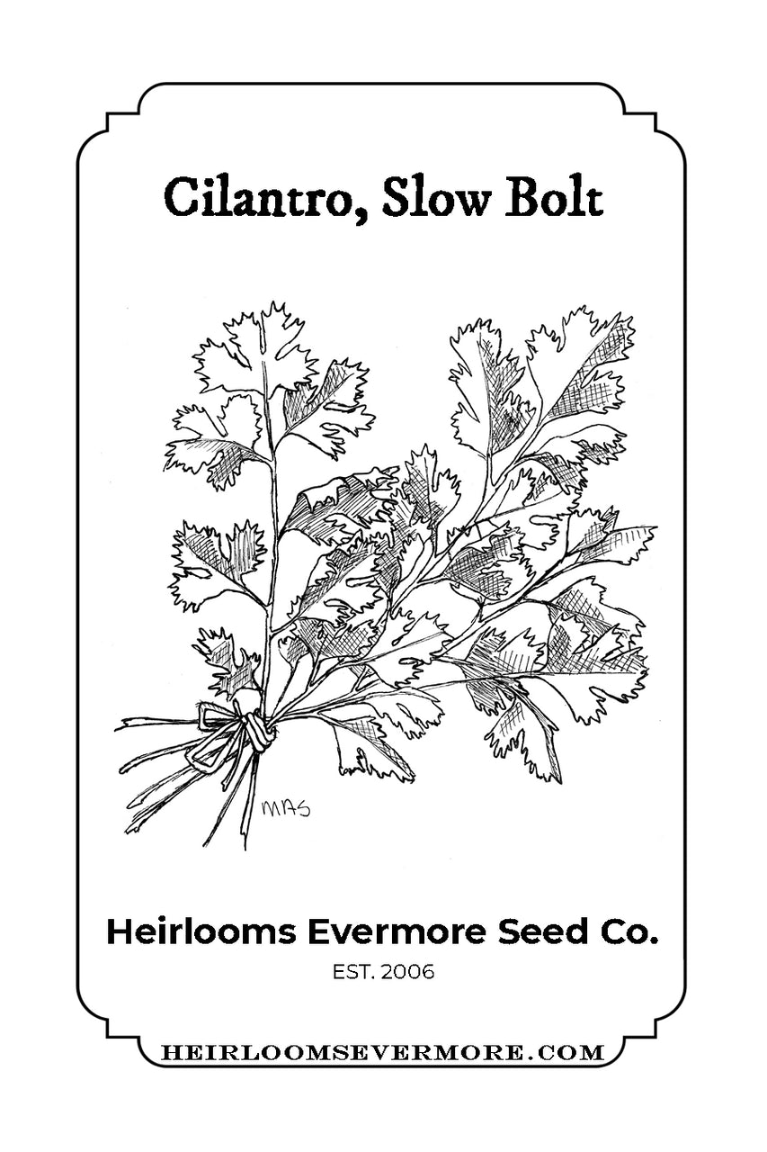 Cilantro, Slow Bolt
