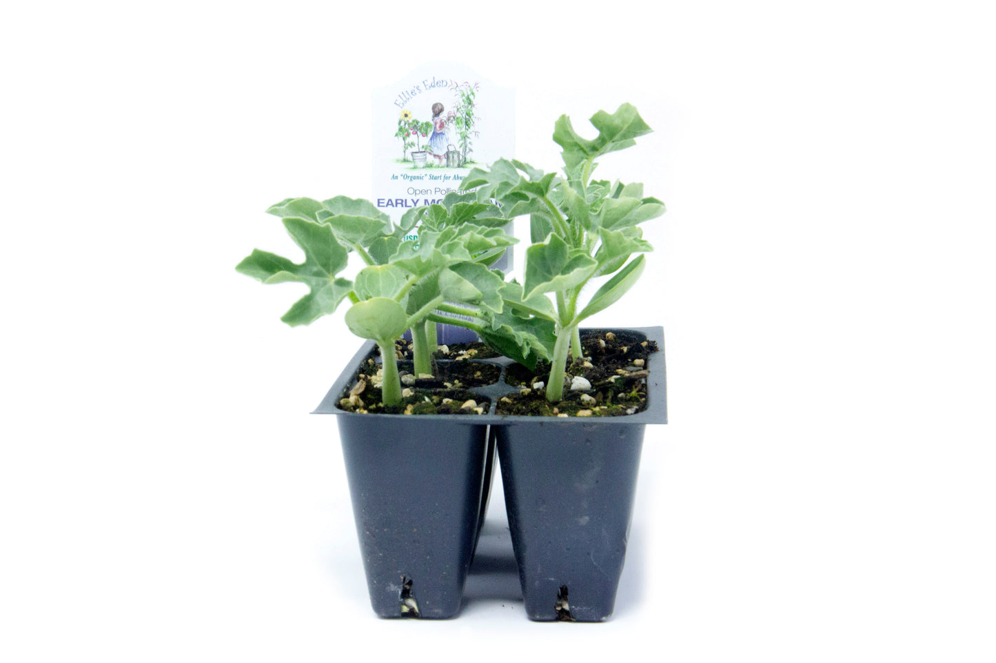 Early Moonbeam Melon, Organic