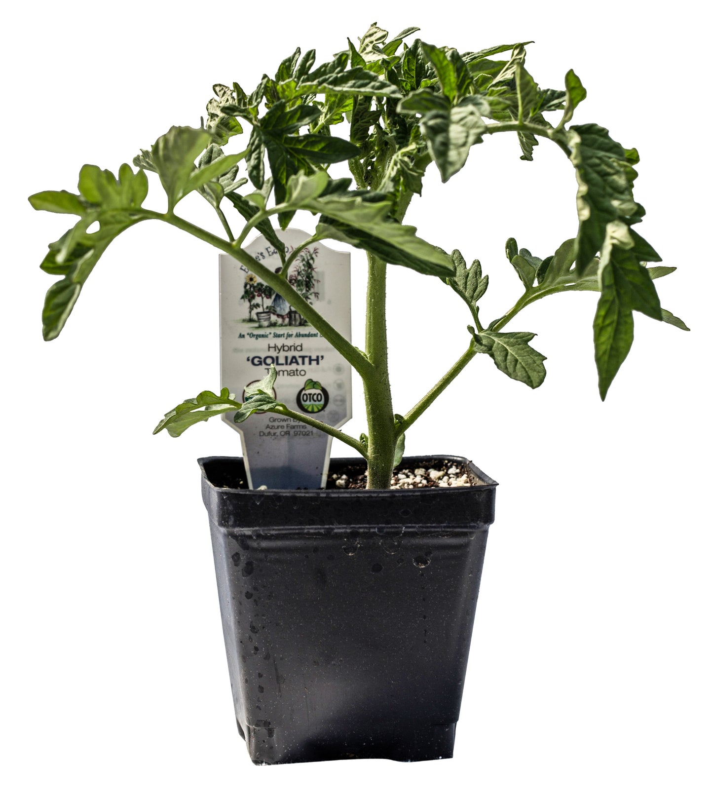 Goliath Tomato, Organic