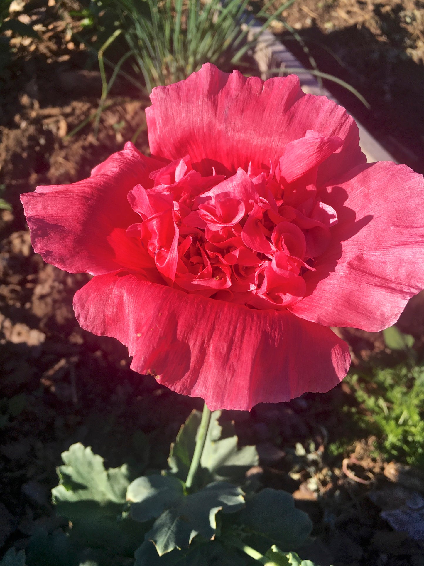 Magenta Beauty Poppy Seed, Organic