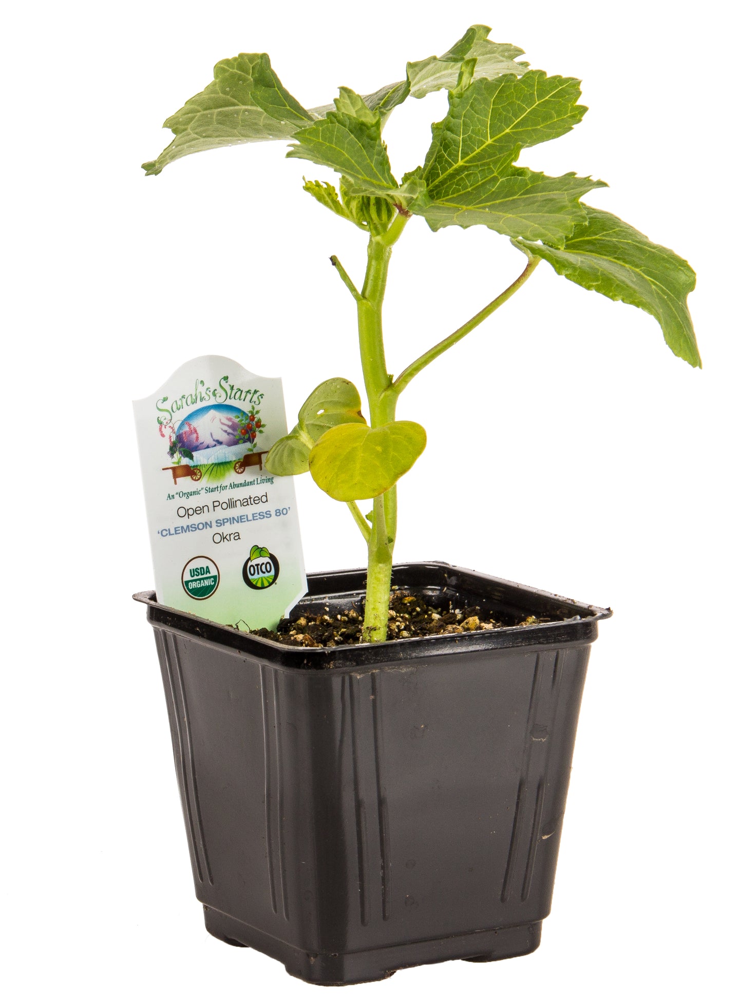 Clemson Spineless 80 Okra, Organic