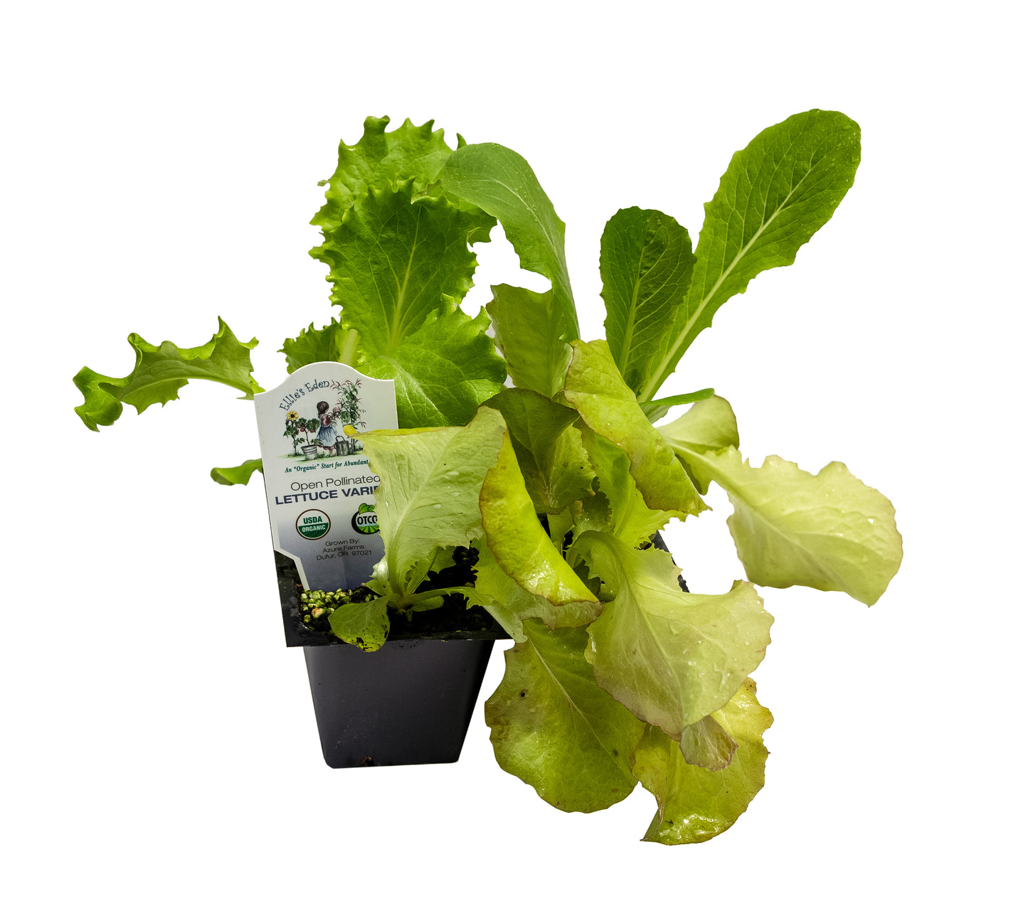 Lettuce Variety, Organic