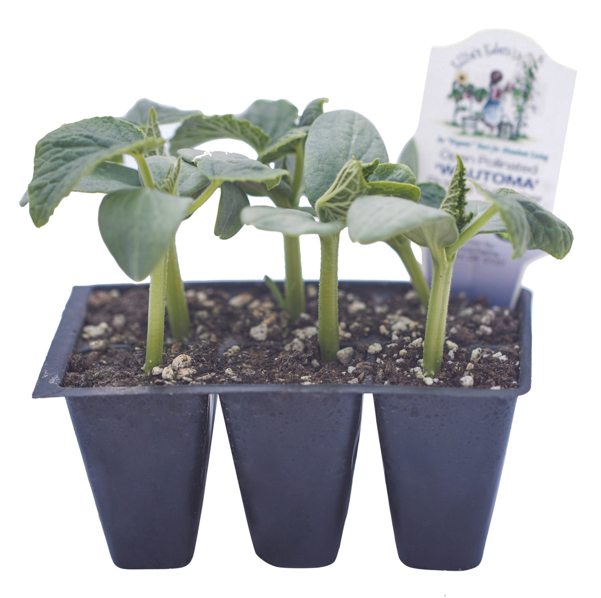 Wautoma Pickling Cucumber, Organic