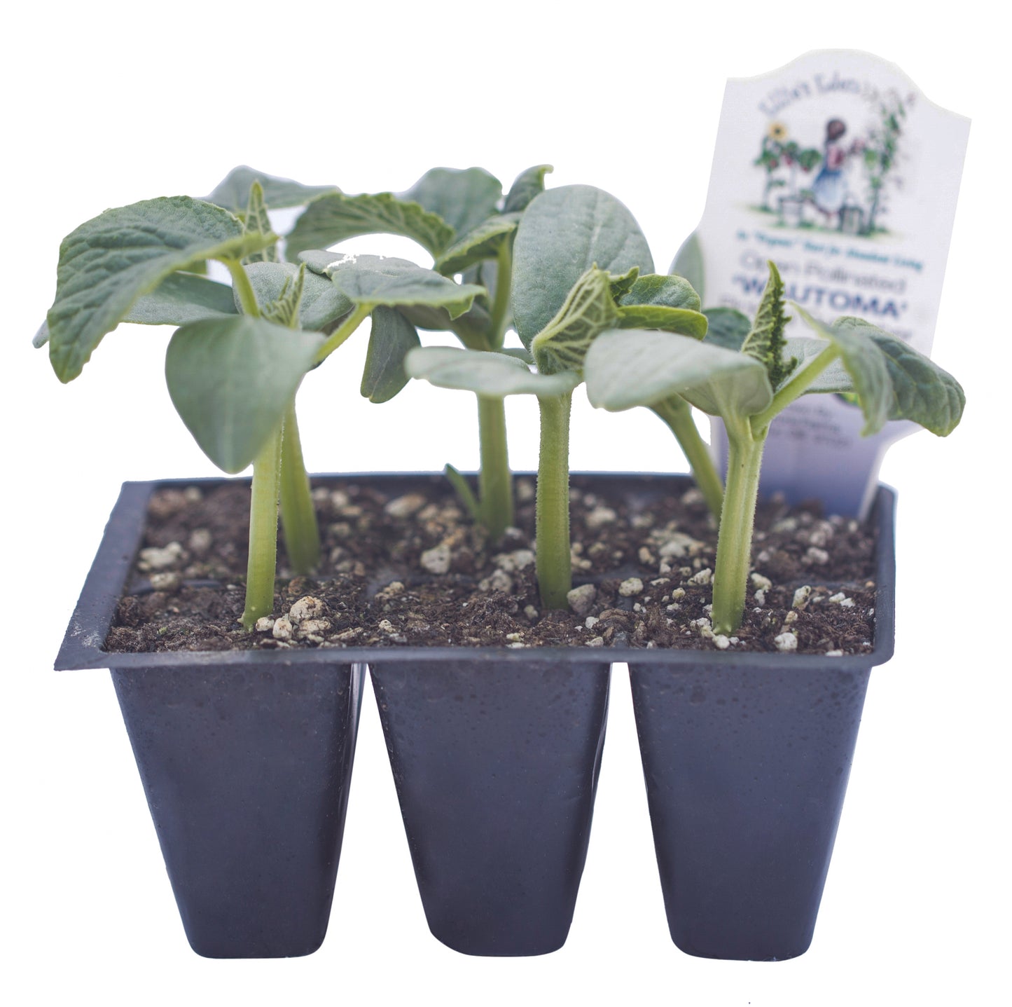 Wautoma Pickling Cucumber, Organic