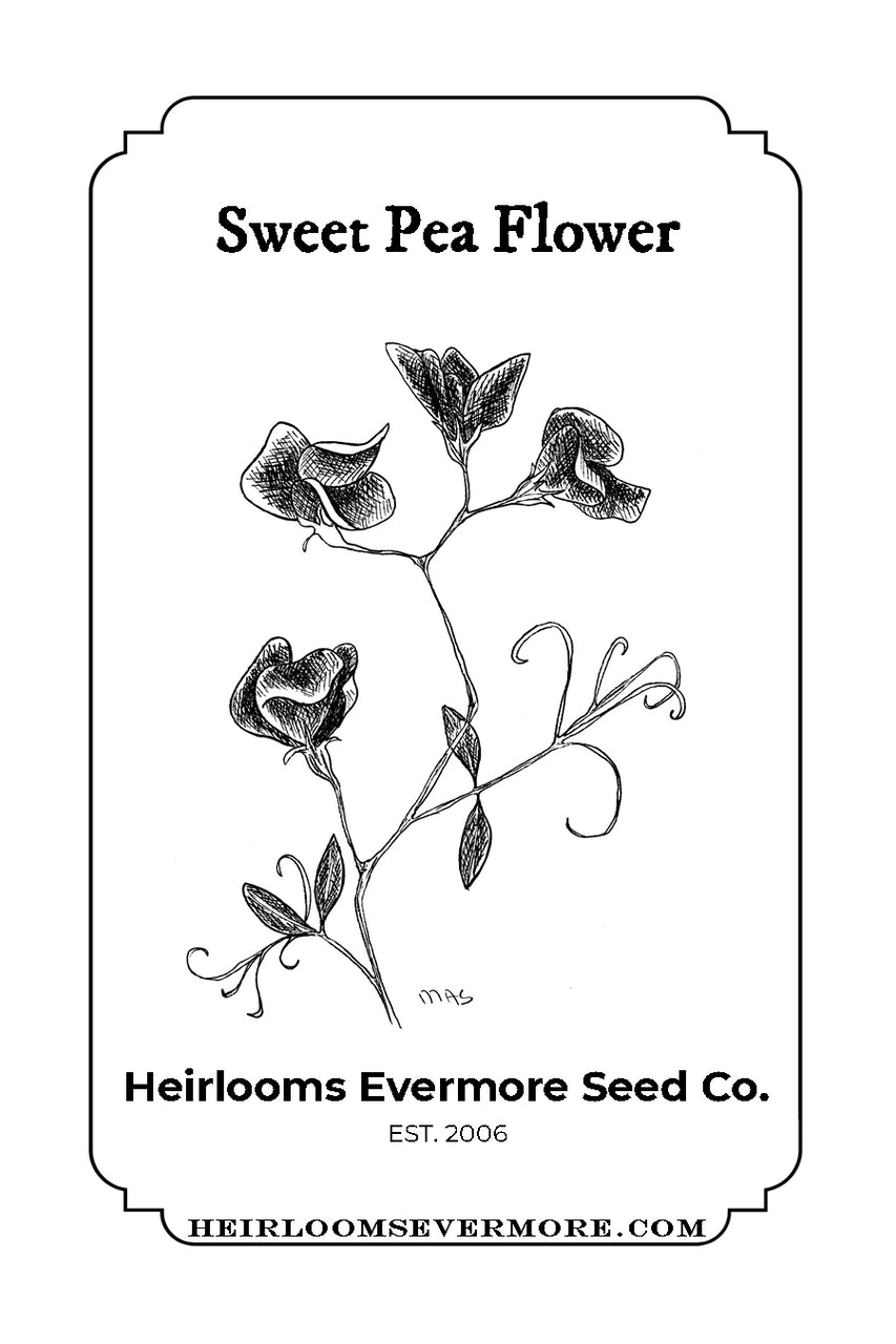 Sweet Pea Flower Seeds