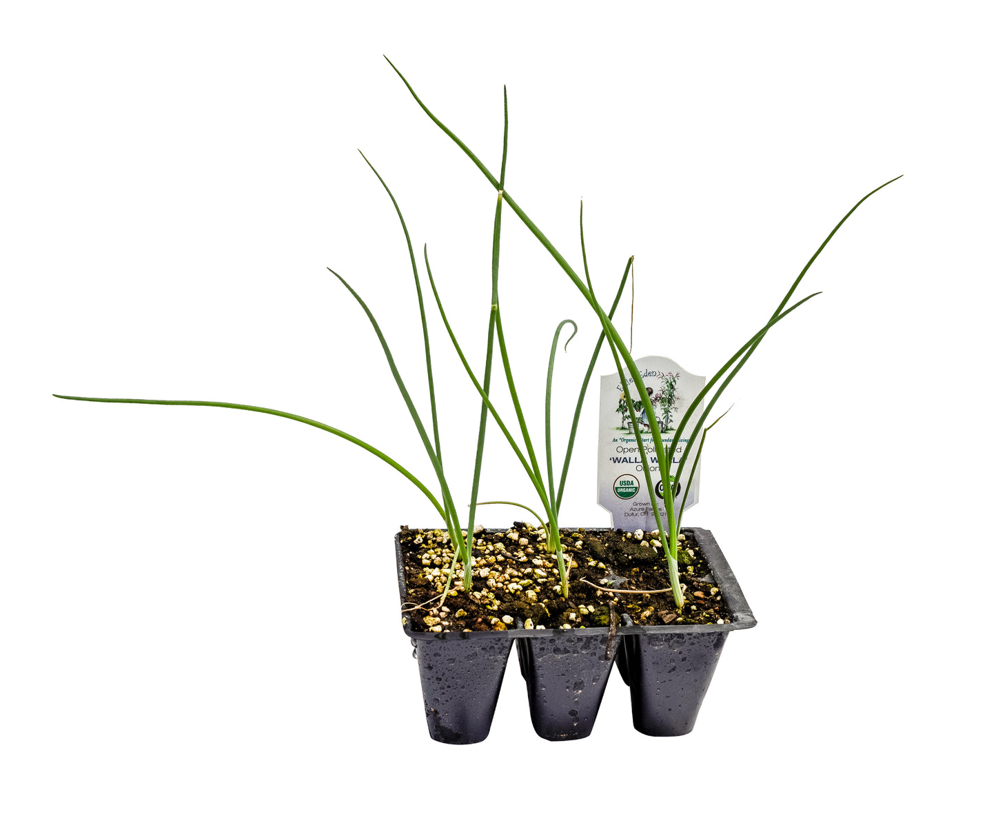 Walla Walla Onions, Organic