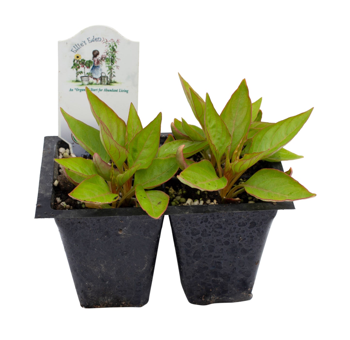 Celosia, Organic