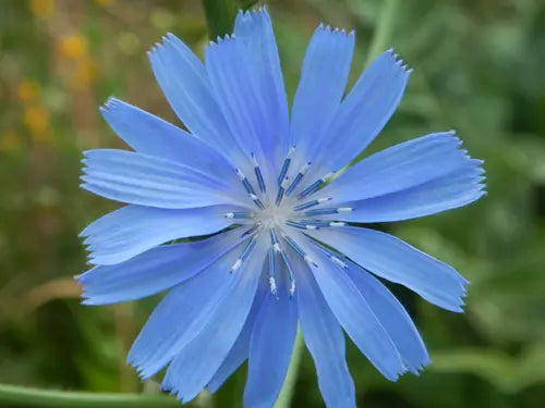 Chicory Wild, Organic