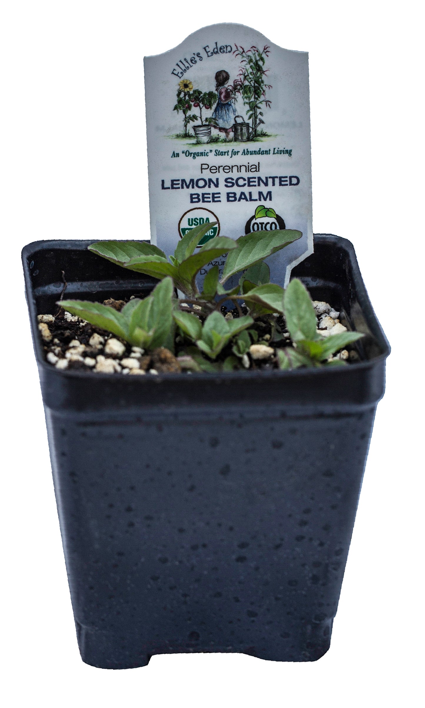 Bergamot, Lemon (Lemon Bee Balm), Organic