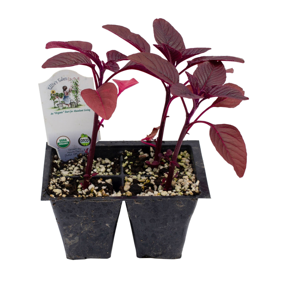 Amaranth, Organic