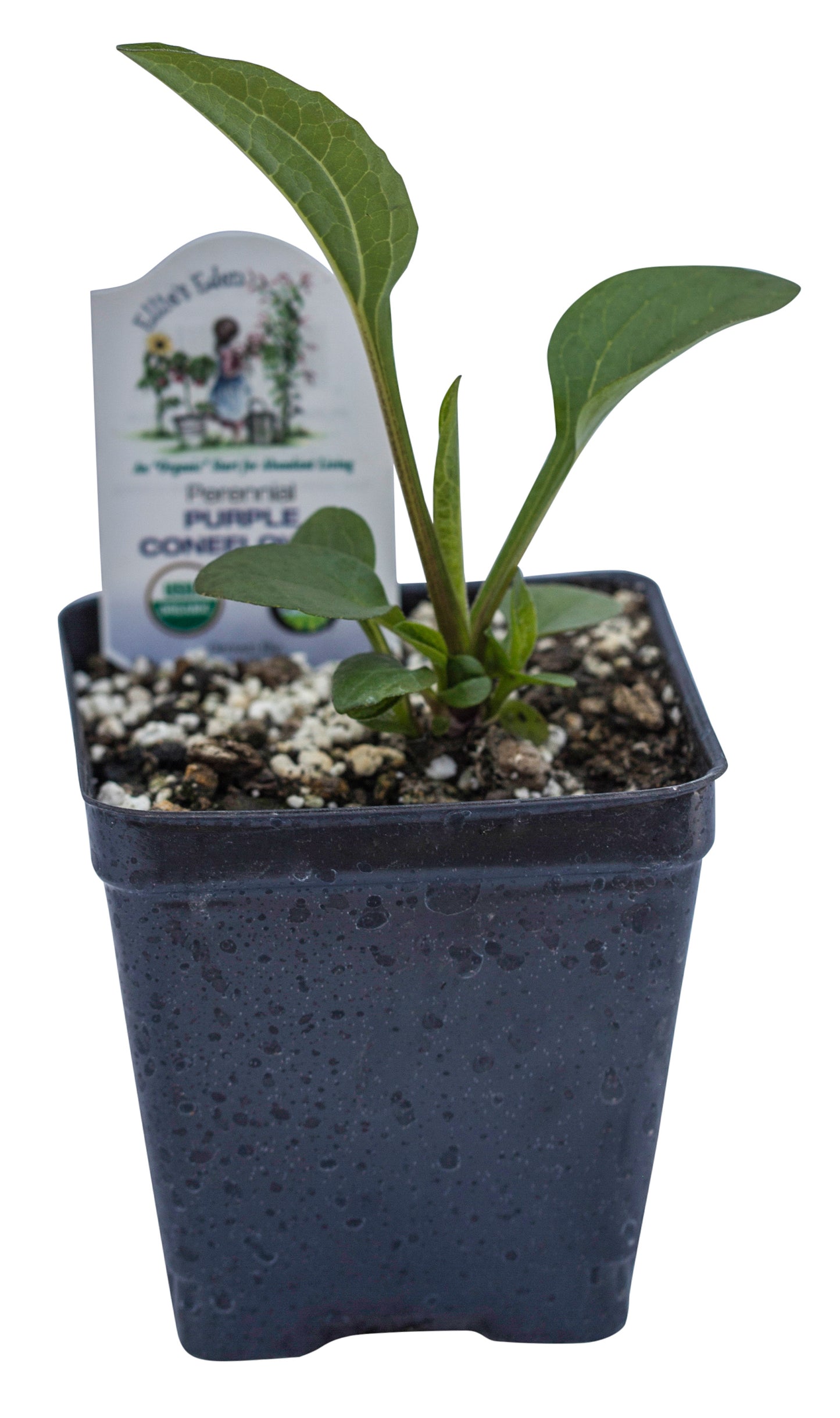 Echinacea, (Purple Coneflower) Organic