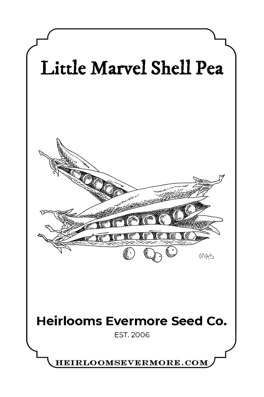 Little Marvel Shell Pea Seeds