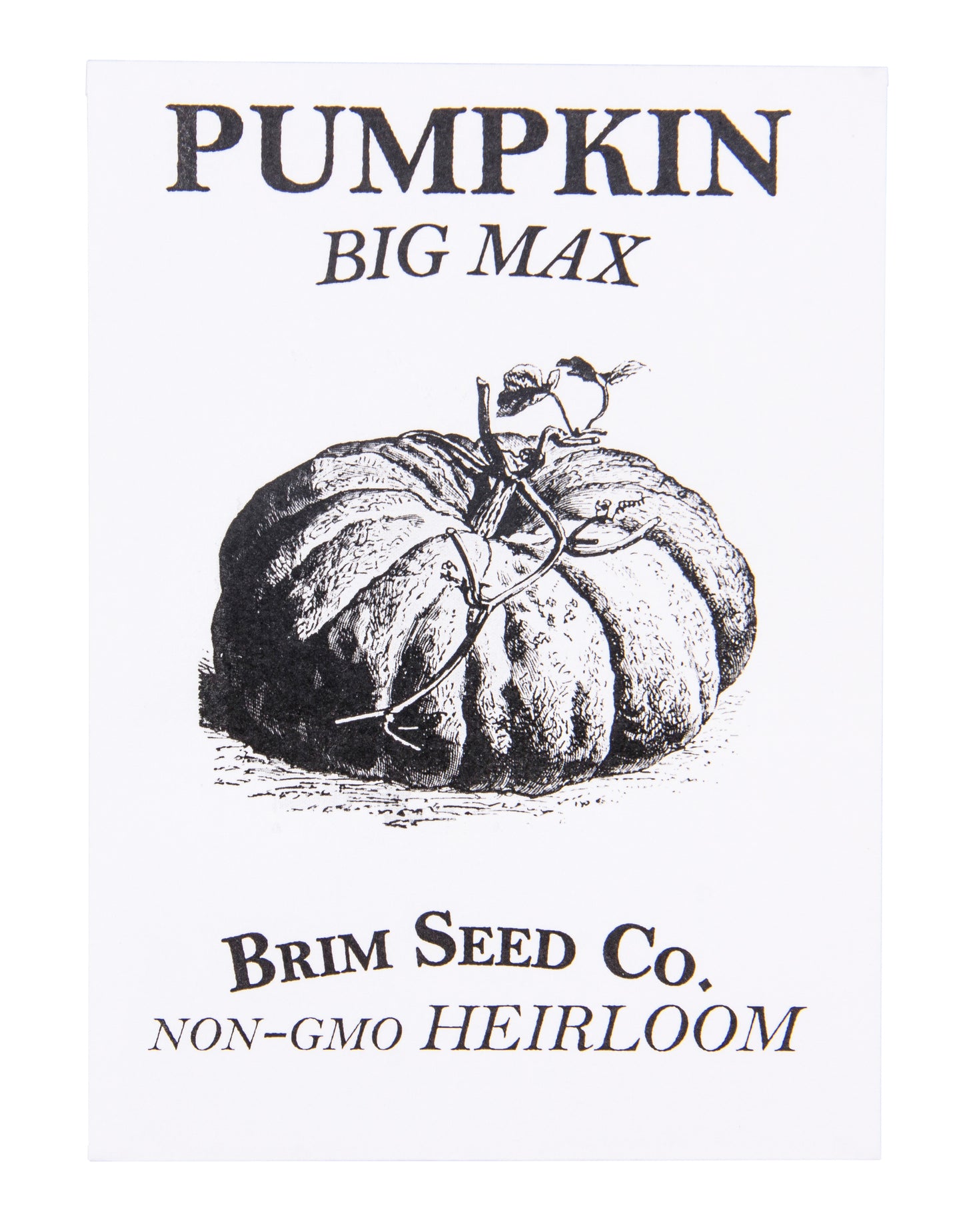 Pumpkin, Big Max Heirloom, Seed
