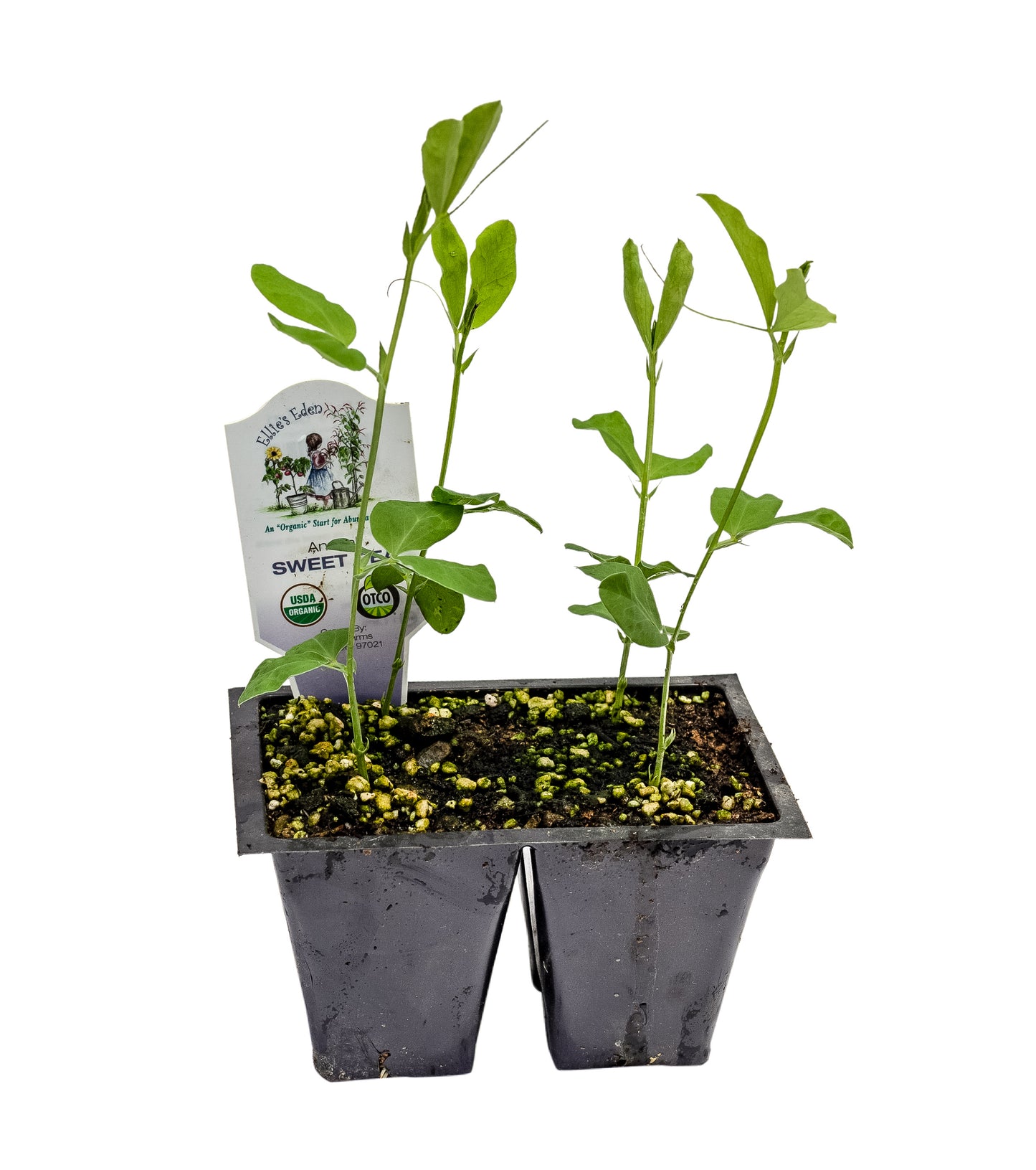 Sweet Peas, Flower, Organic
