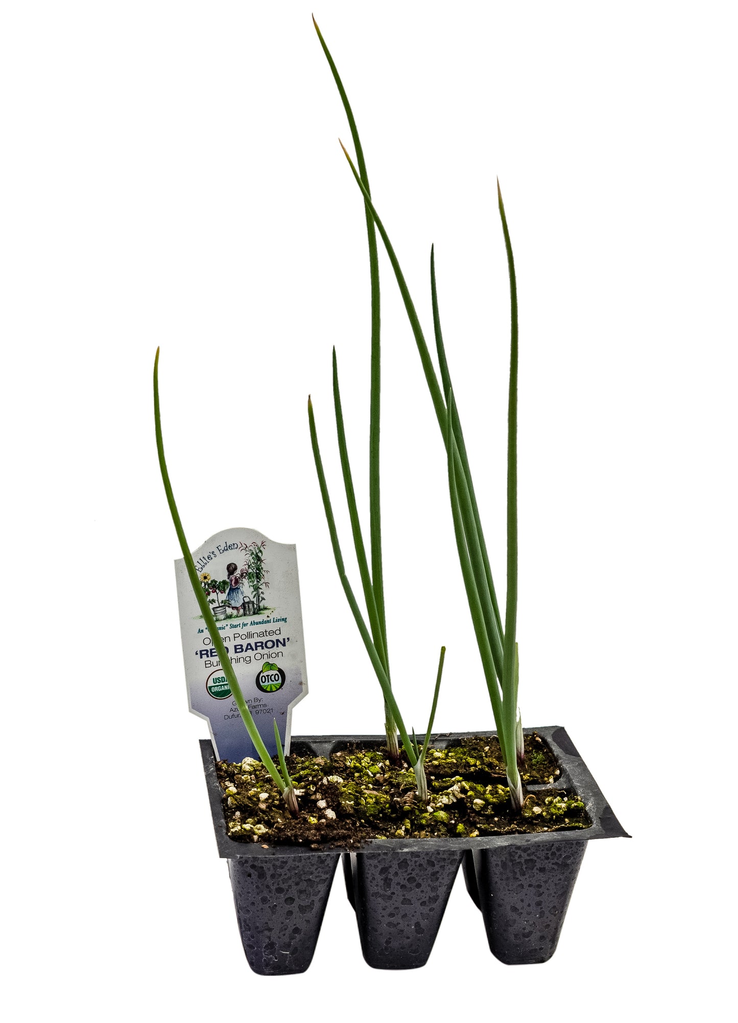 Evergreen Bunching Onions, Organic
