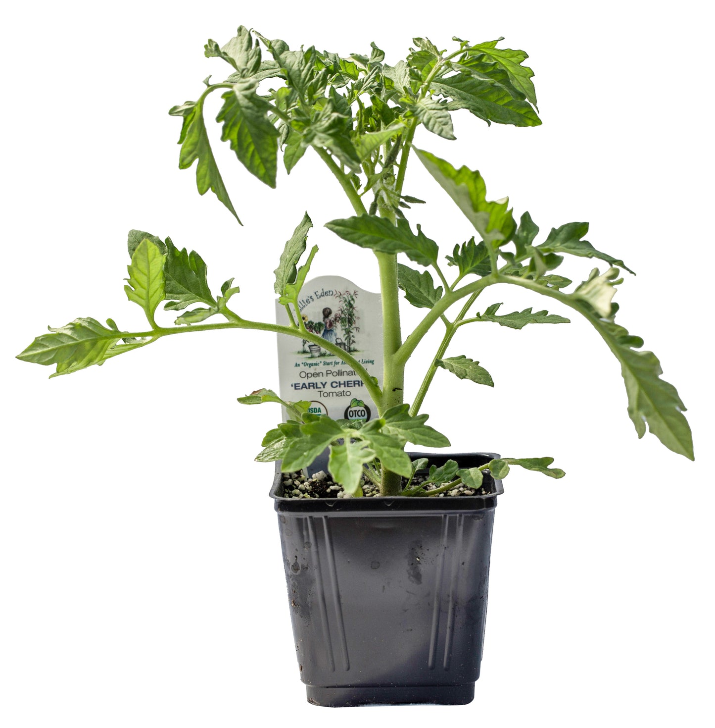 Early Cherry Tomato, Organic