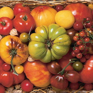 Heirloom Tomato Variety, Organic
