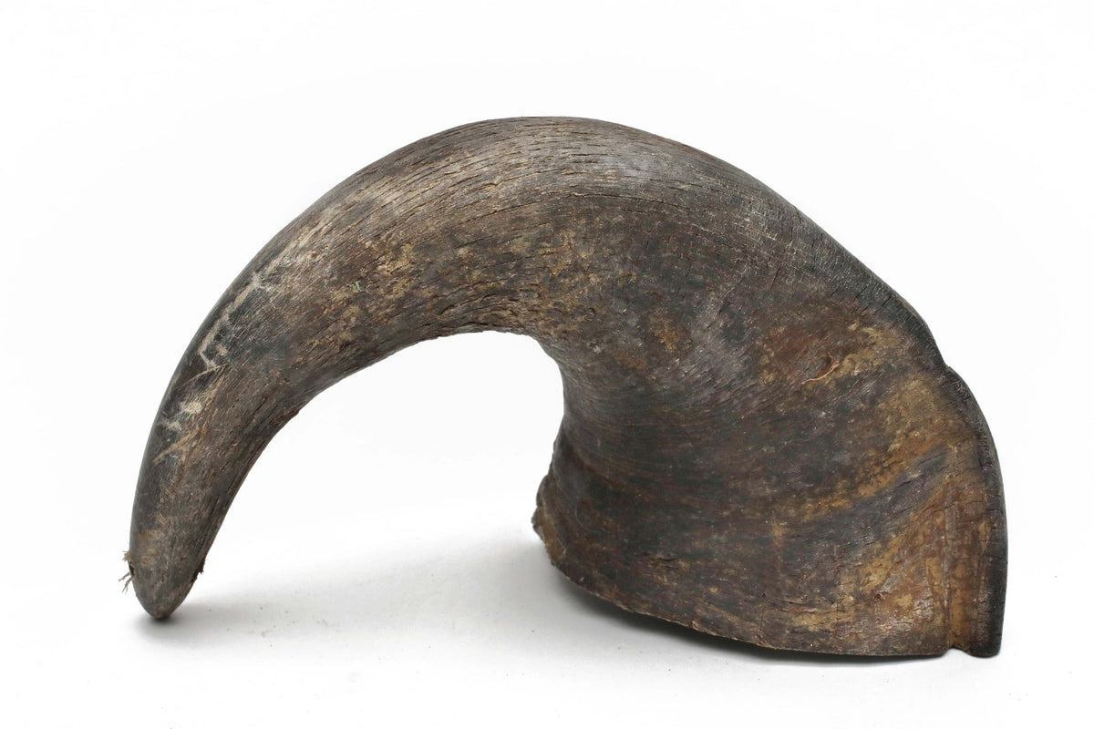 Buffalo Horn, Small