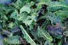 Kale Variety, Organic