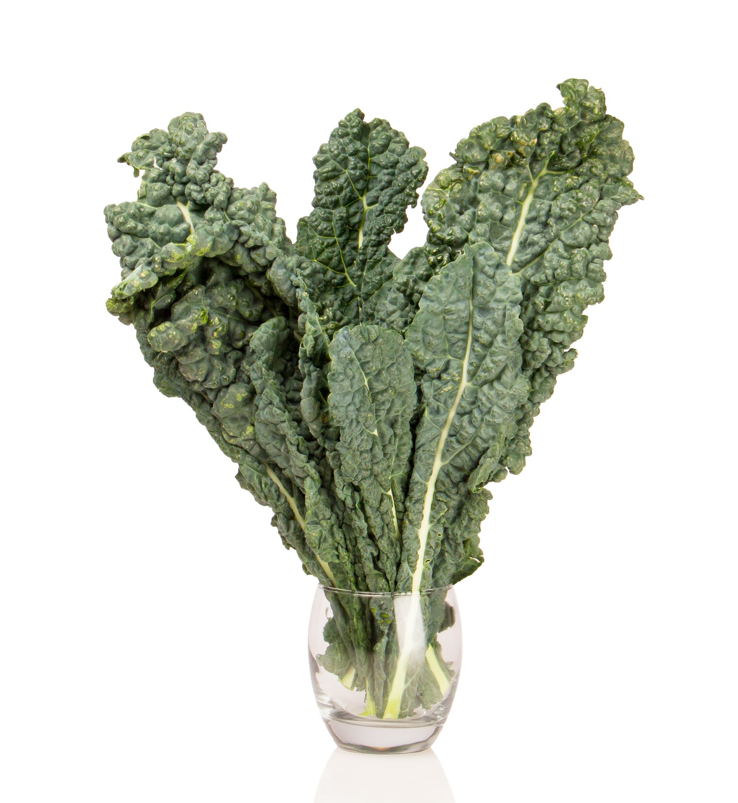 Kale, Lacinato, (Dino), Organic