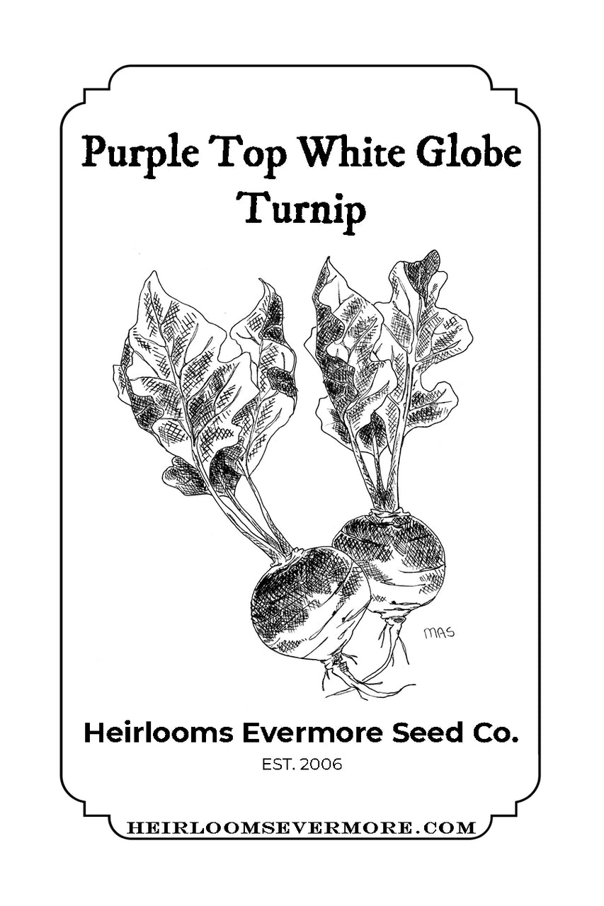 Purple Top White Globe Turnip Seeds