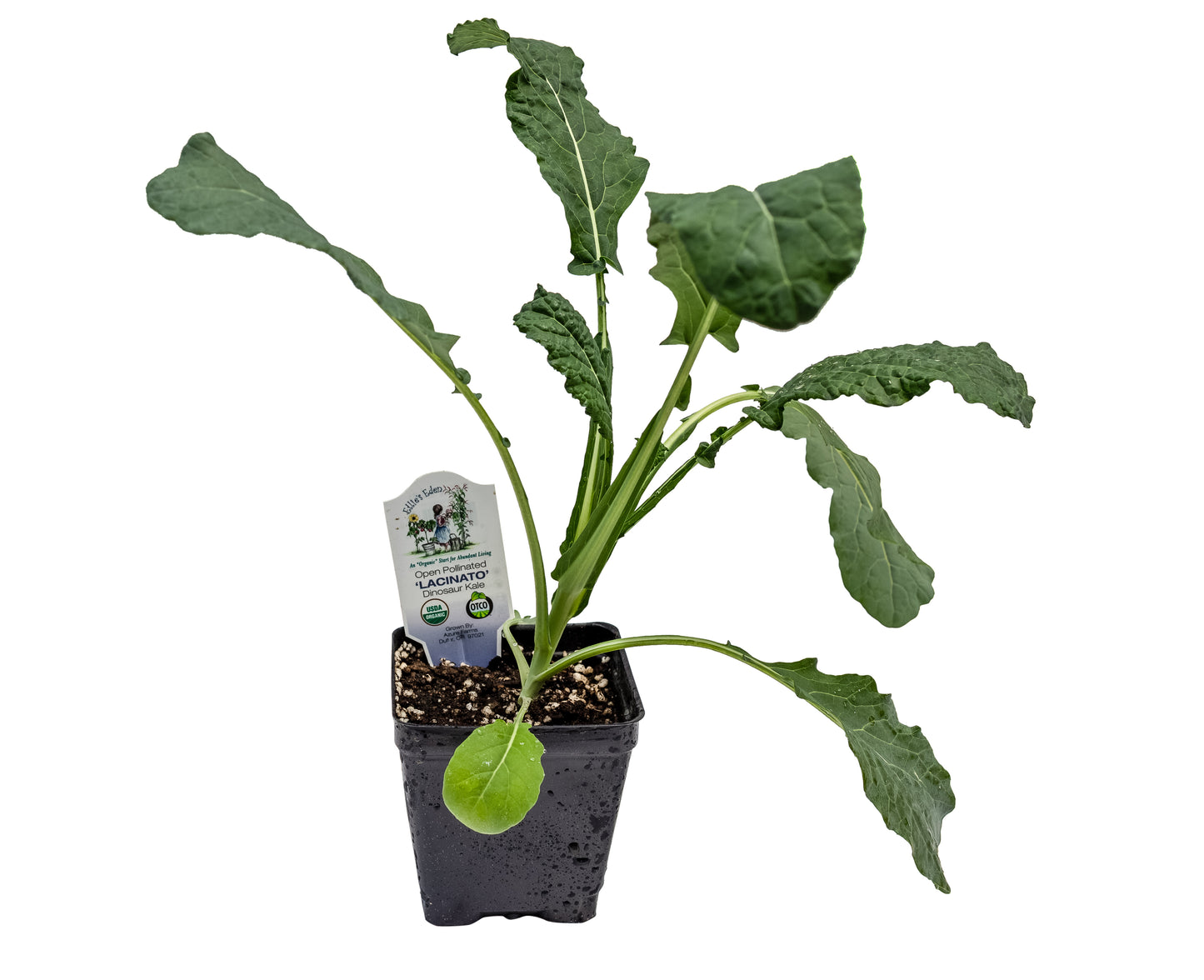 Lacinato (Dinosaur) Kale, Organic
