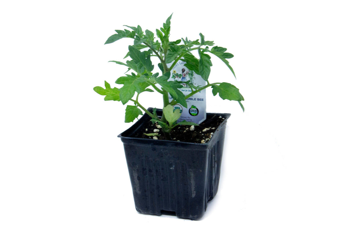Sunrise Bumblebee Cherry Tomato, Organic