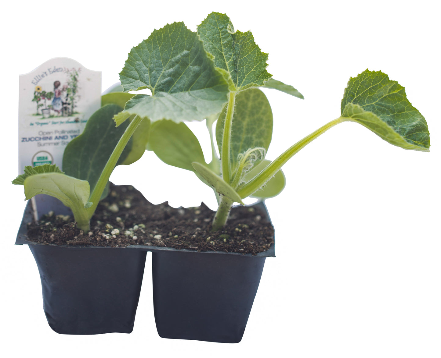 Zucchini and Yellow Summer Squash Pack, Organic