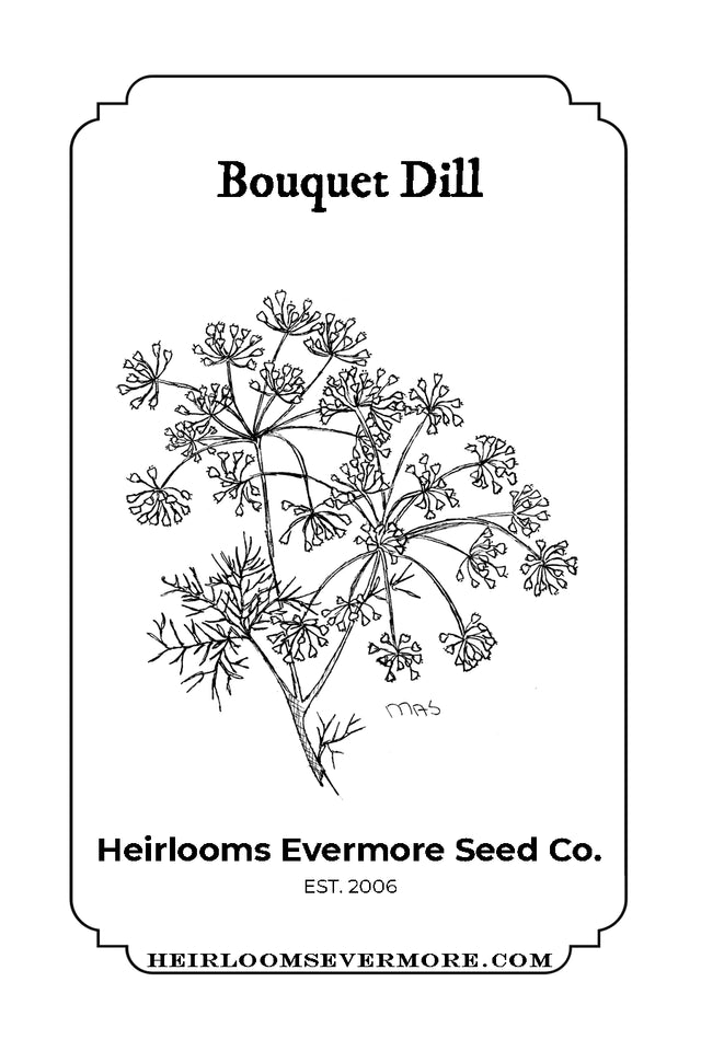 Bouquet Dill Seeds, Organic