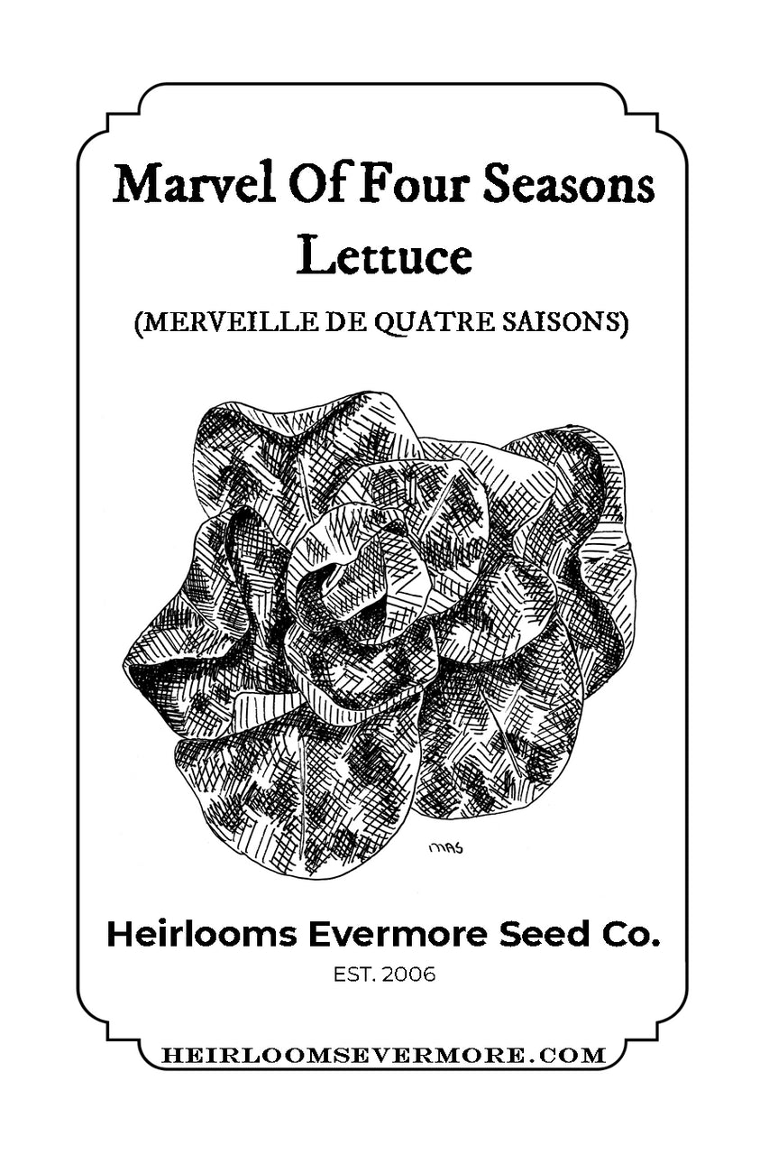 Marvel of Four Seasons Lettuce Seeds
