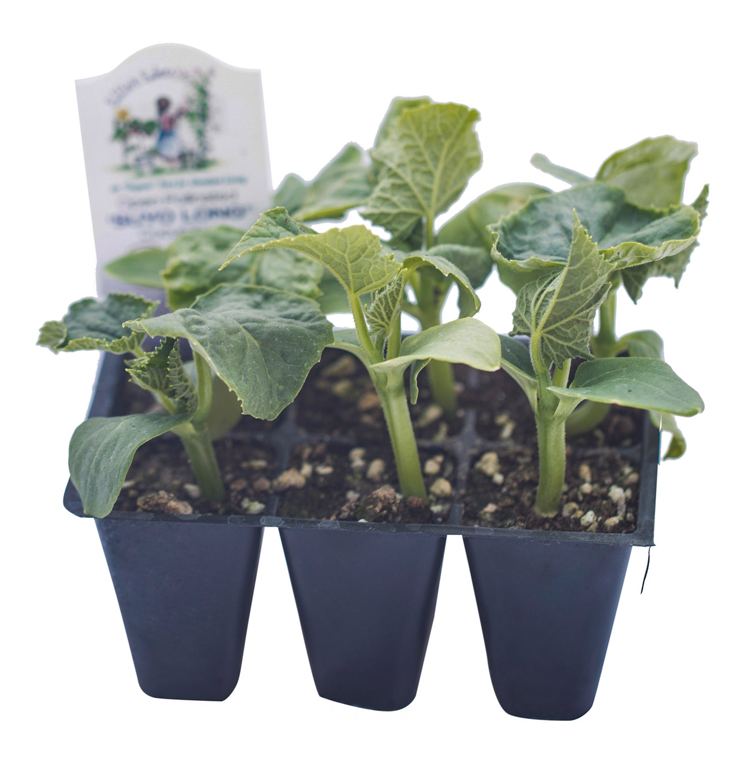 Suyo Long Cucumber, Organic