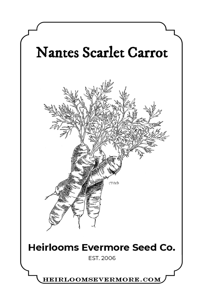 Nantes Scarlet Carrot Seeds