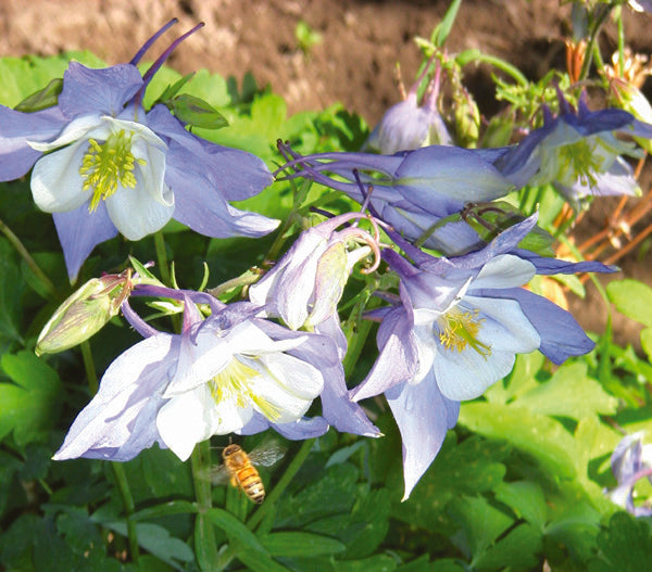 Columbine Organic
