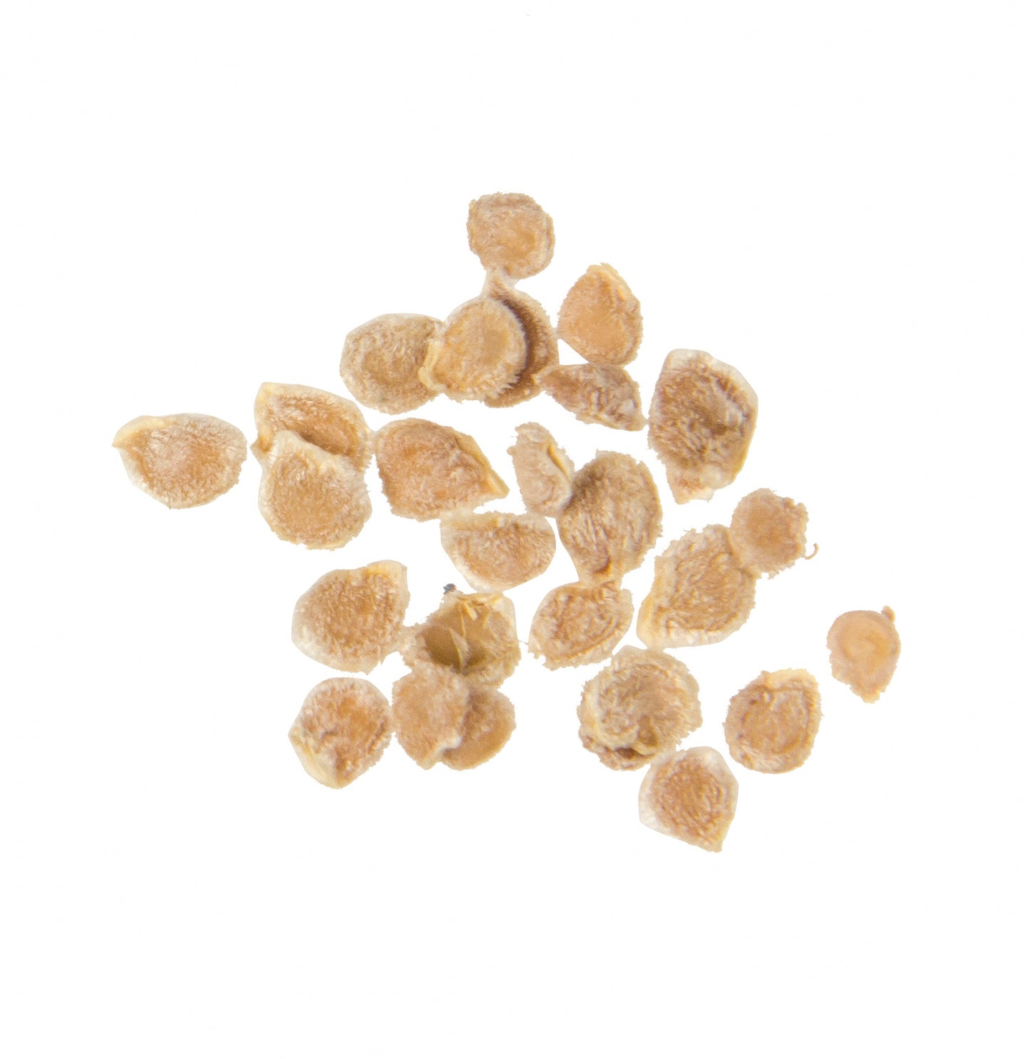 Dad's Sunset Tomato Seed, Organic