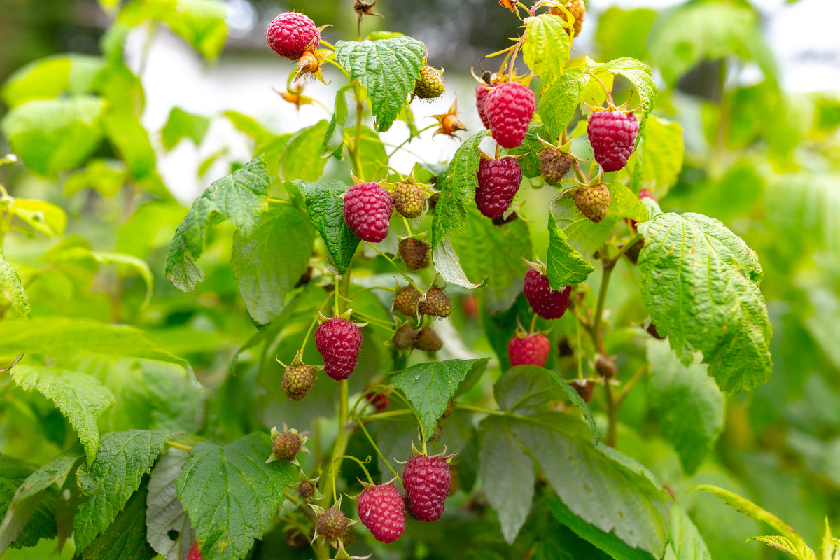 Red Raspberry Shoot, Organic