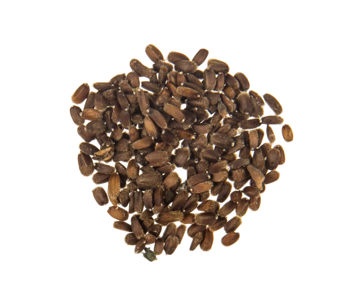 Anise Hyssop Seed, Organic