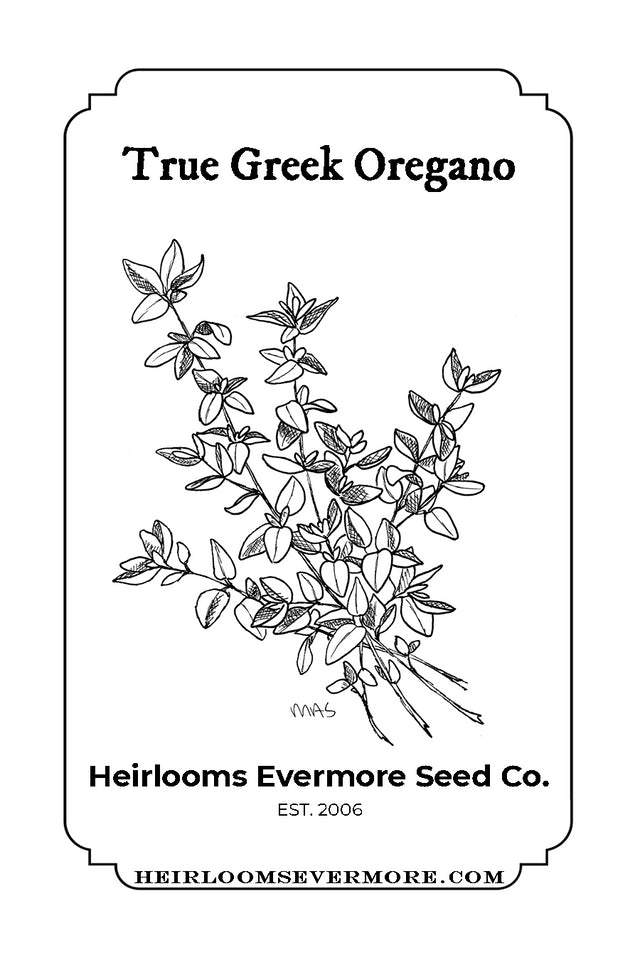 True Greek Oregano Seeds