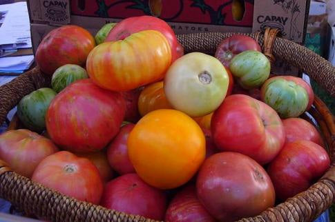 Tomato Variety Starts, Organic