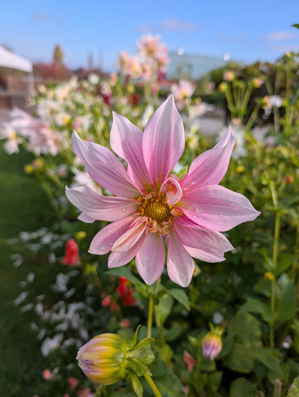 Flowers