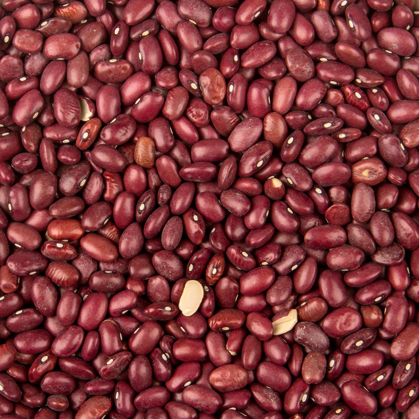 Red Beans, Small, Organic
