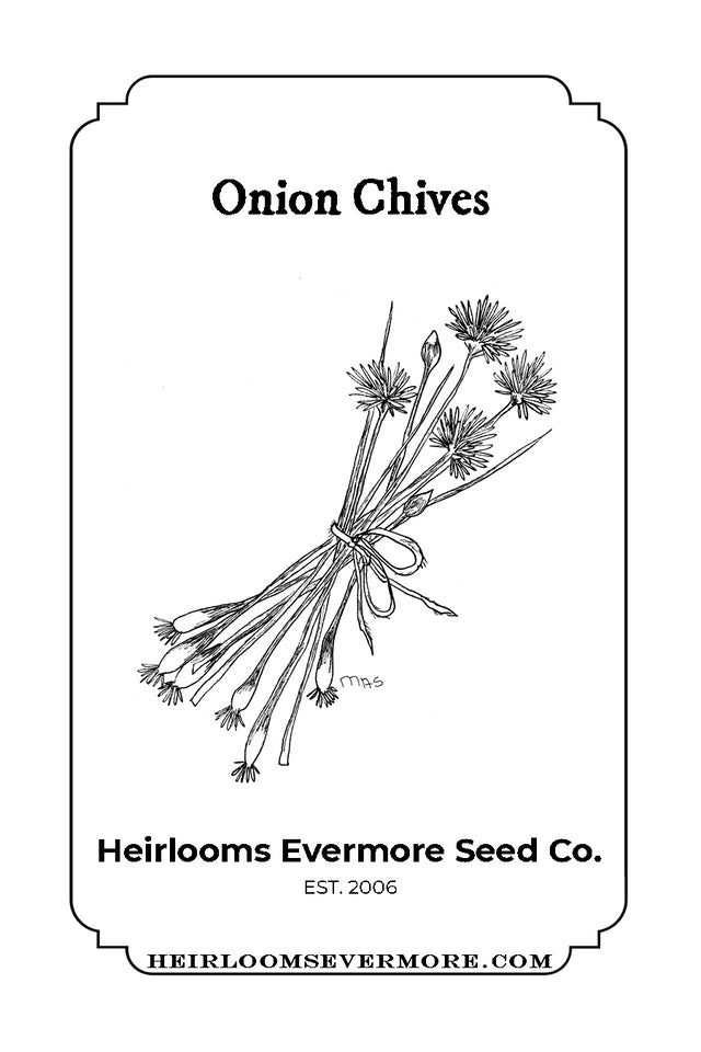 Onion Chives Seeds