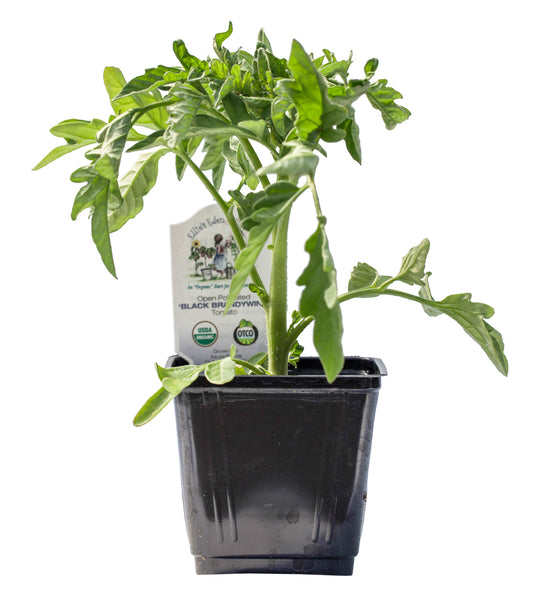 Black Brandywine Tomato, Organic